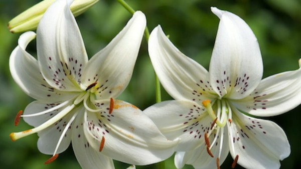 Meaning Of White Lily Flower | Best Flower Site